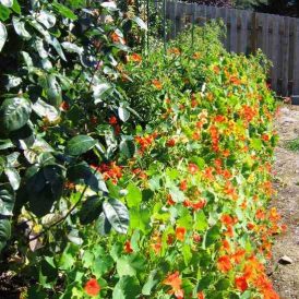 My Grandmother’s Garden and Simpler Times Image